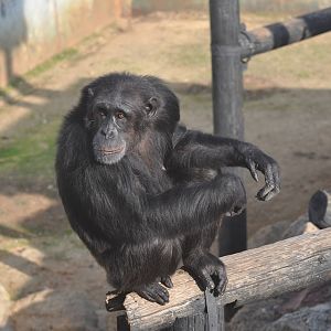 Chimpanzee/ Pan troglodytes