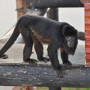 Black howler/ Alouatta caraya