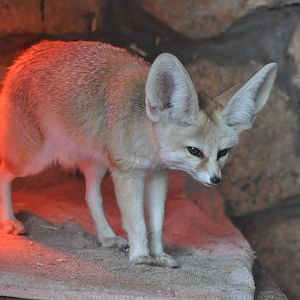 Fennec fox/ Vulpes zerda