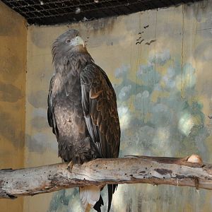 White-tailed sea eagle/ Haliaeetus albicilla