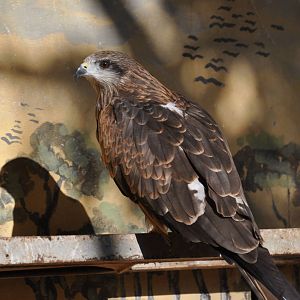 Black kite/ Milvus migrans