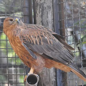 Long-legged buzzard/ Buteo rufinus