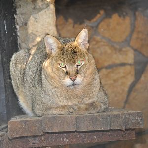 Jungle cat/ Felis chaus furax