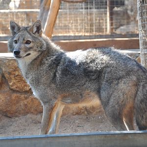 Syrian jackal/ Canis aureus syriacus