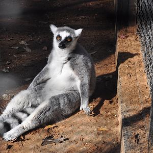 Ring-tailed lemur/ Lemur catta