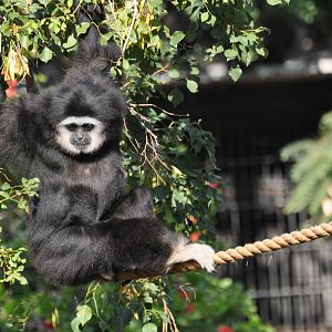 Lar gibbon/ Hylobates lar