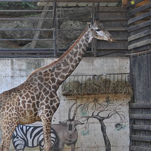 Transvaal giraffe/ Giraffa camelopardalis giraffa