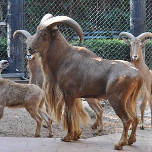 Barbary sheep/ Ammotragus lervia