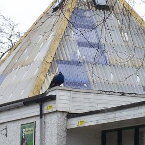 free ranging peafowl(pavo christatos)