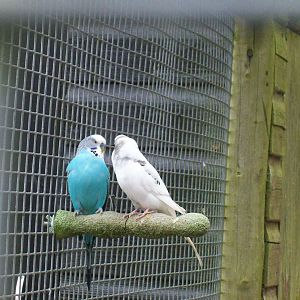 Budgerigars
