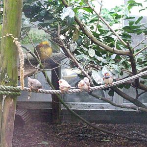 zebra finch(Taeniopygia guttata f. domestica) and golden pheasant (Chrysolo