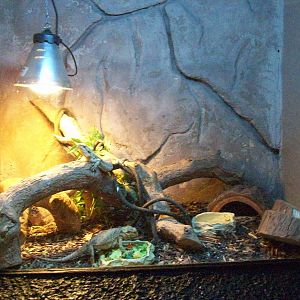 bearded dragon exhibit