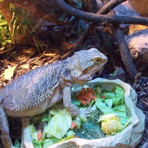 central bearded dragon (pogona vitticeps)