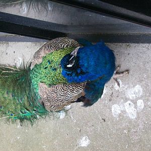 free ranging peafowl