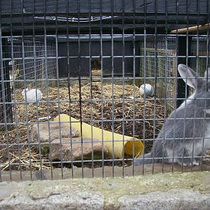 view of rabbit exhibit.