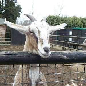 curious goat