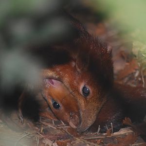Mother and baby elephant-shrew