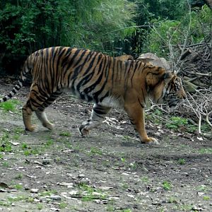 Panthera tigris sumatrae
