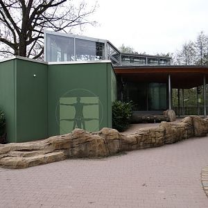 Pavillon of Hylobatidae