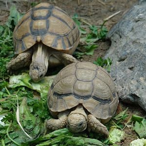 Pseudotestudo kleinmanni