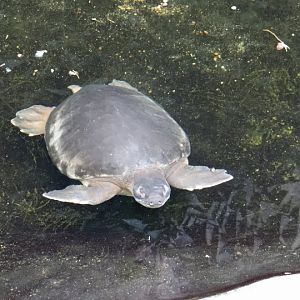 Cerettochelys insculpta