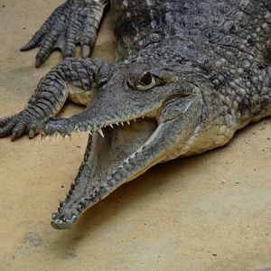 Crocodylus johnsoni