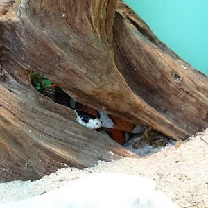 Lampropeltis pyromelana pyromelana