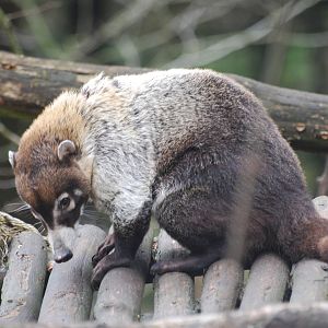 White-nosed coati