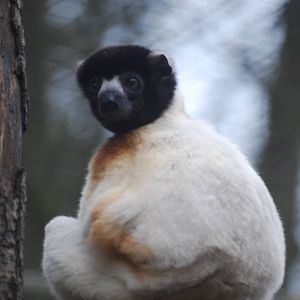 Crowned sifaka