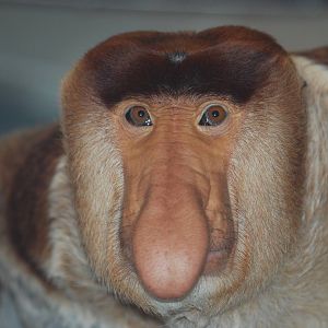 Proboscis monkey
