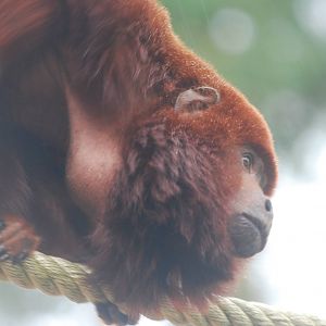 Colombian red howler monkey