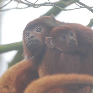 Colombian red howler monkey mother and baby