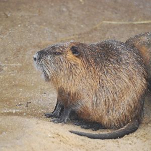 Coypu