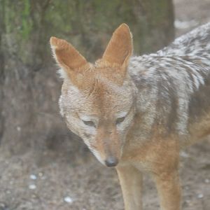 Black-backed jackal