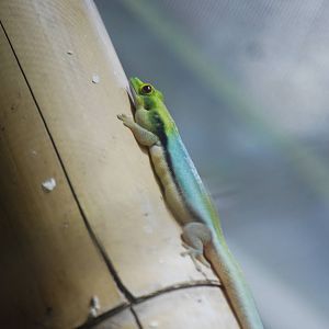 Yellow-headed day gecko