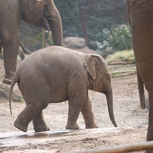 Asian elephant calf