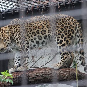 Persian leopard