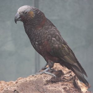 North Island kaka