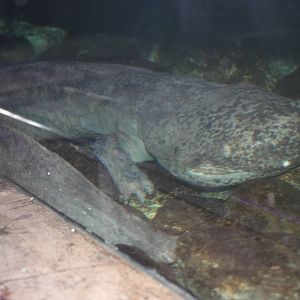Chinese giant salamander