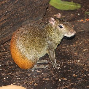 Orange-rumped agouti
