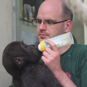 Western lowland gorilla handrearing