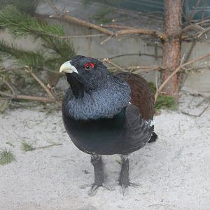 Western capercaille