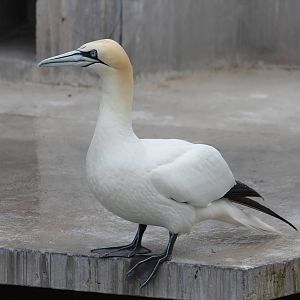 Northern gannet