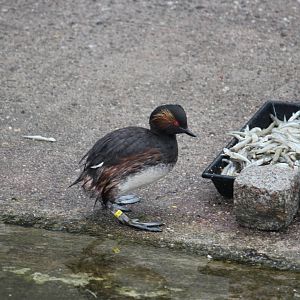 Black-necked grebe
