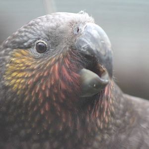 North Island kaka