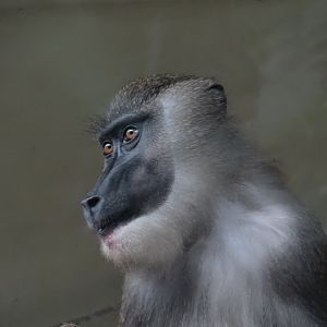 Mandrillus leucophaeus