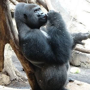 Gorilla gorilla gorilla