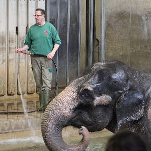 Asian eleohant bathing