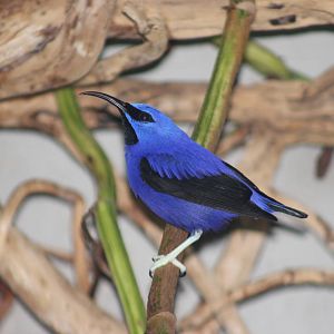 Purple honeycreeper