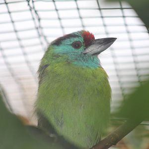 Davison's blue-throated barbet